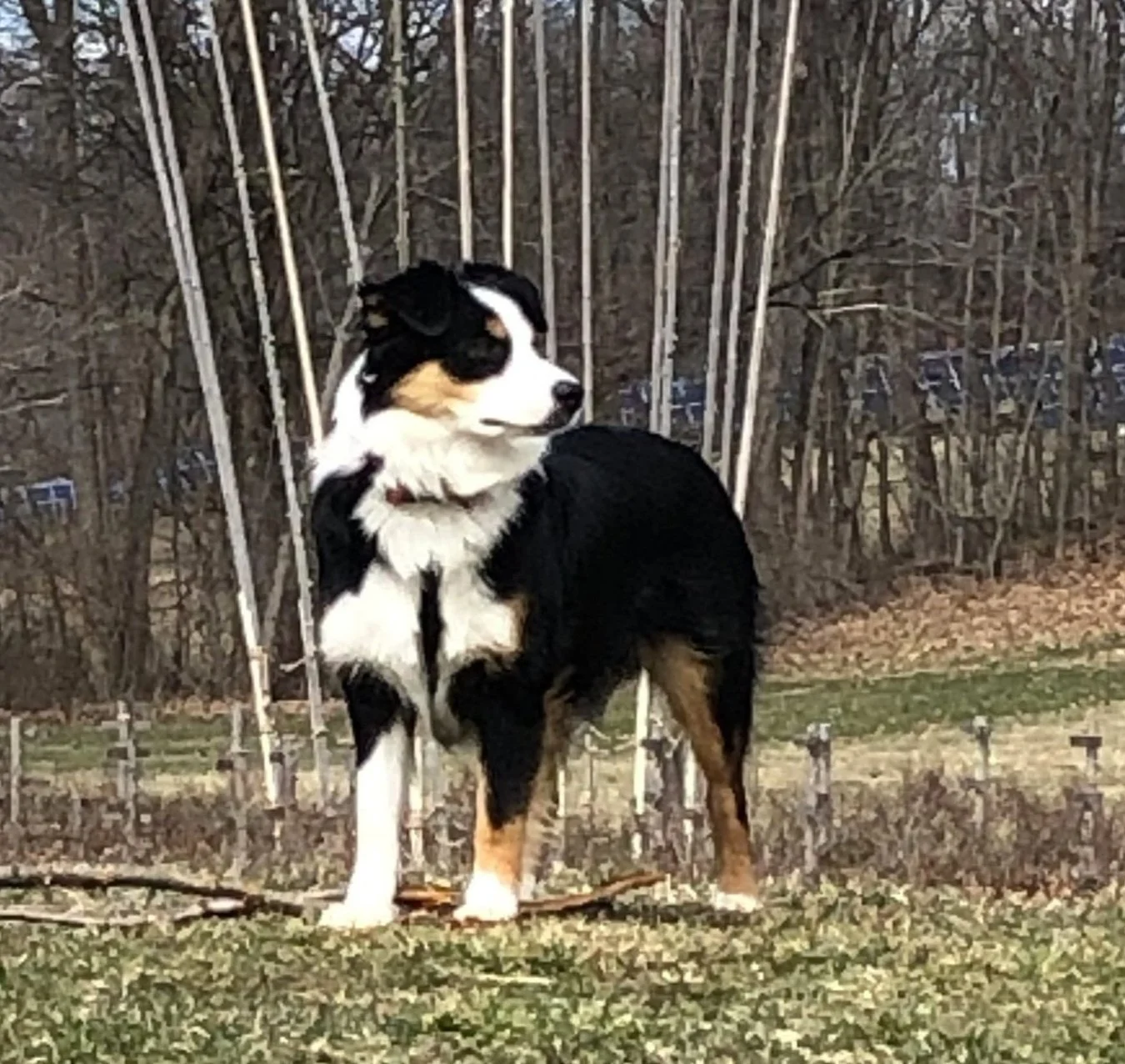 Paws 4 Training