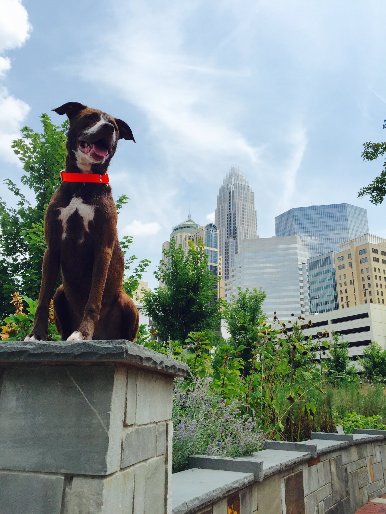 Steadfast Dog Training — dog trainer in Brandon, FL