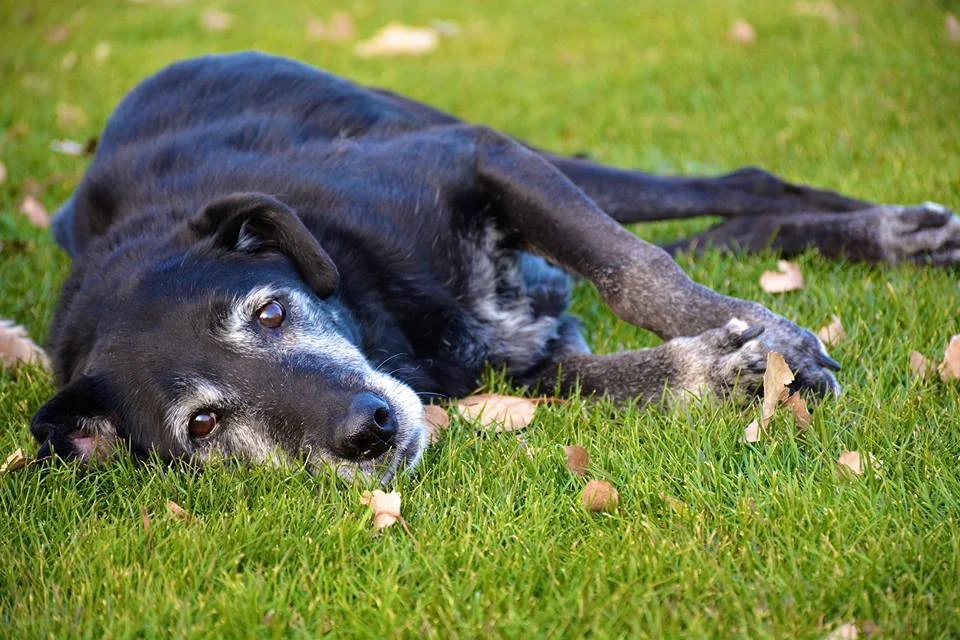 Home Away From Home K9 Condos
