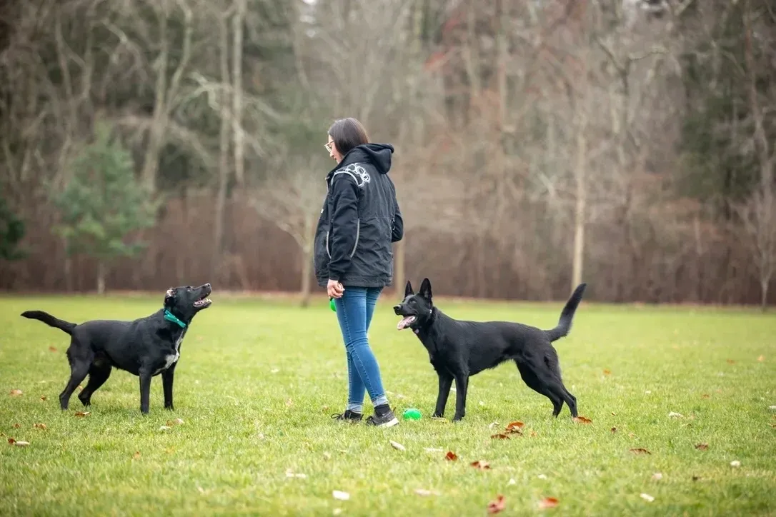 Kremp's K9 Training — dog trainer in Toms River, NJ