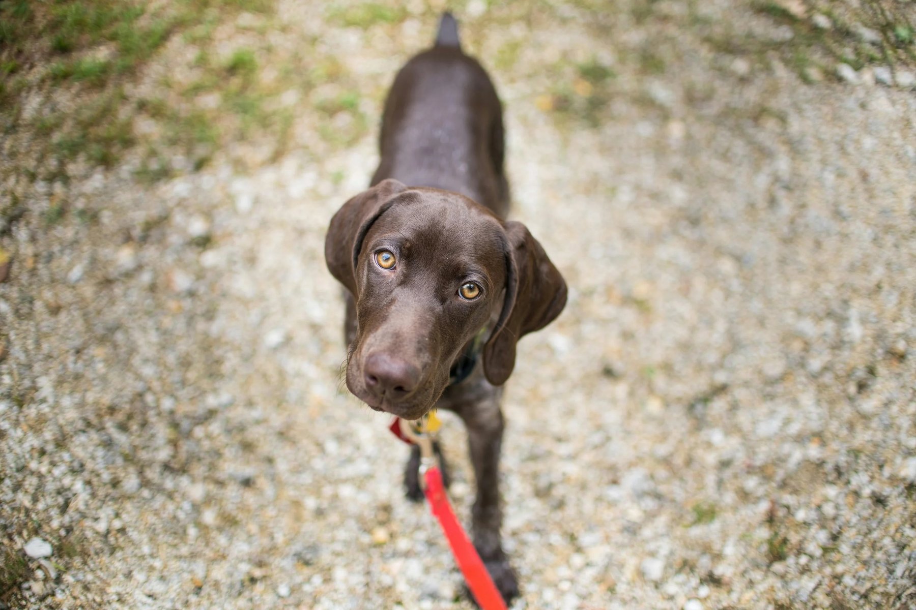 Dynamic K9 LLC — dog trainer in Tampa, FL