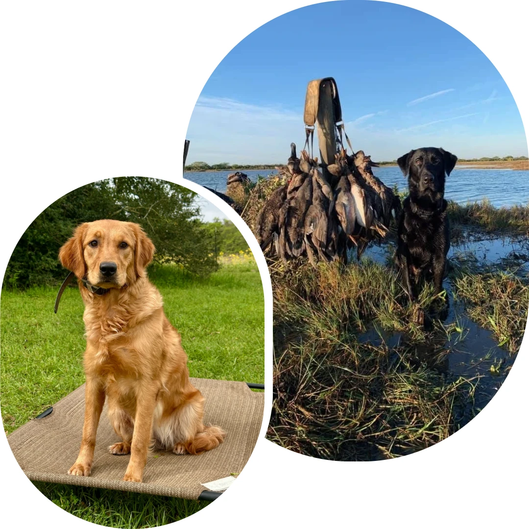 Oak Creek Retrievers & Training LLC — dog trainer in College Station, TX