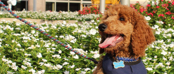 Puppy Love Dog Training