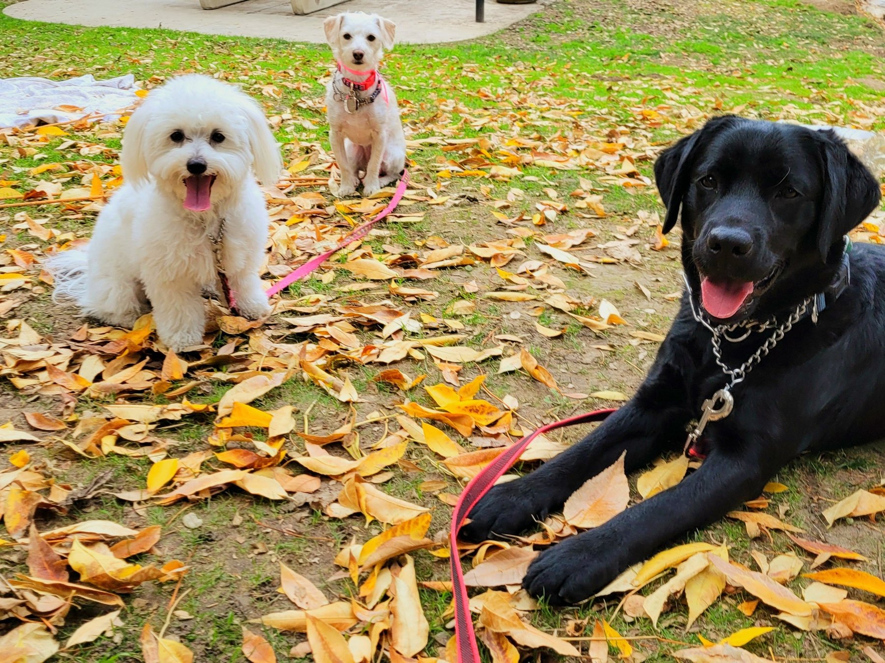 Dogtown K9 Care