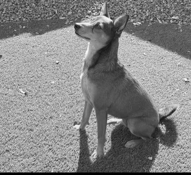 Heeli Dog Training