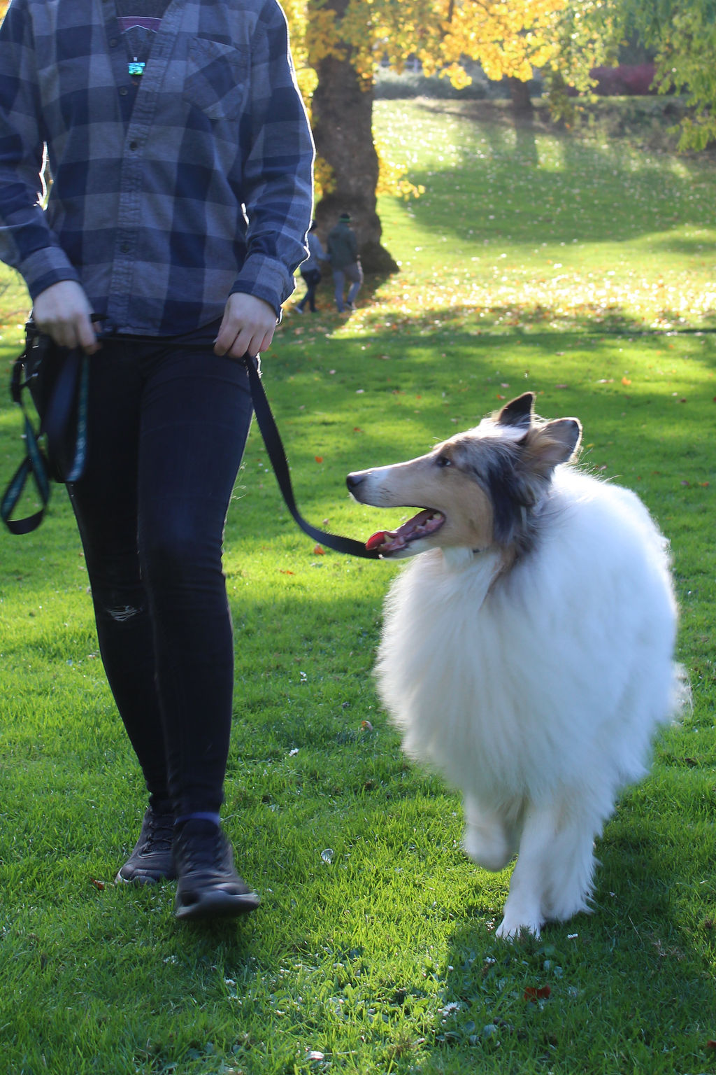 Communications Dog Training