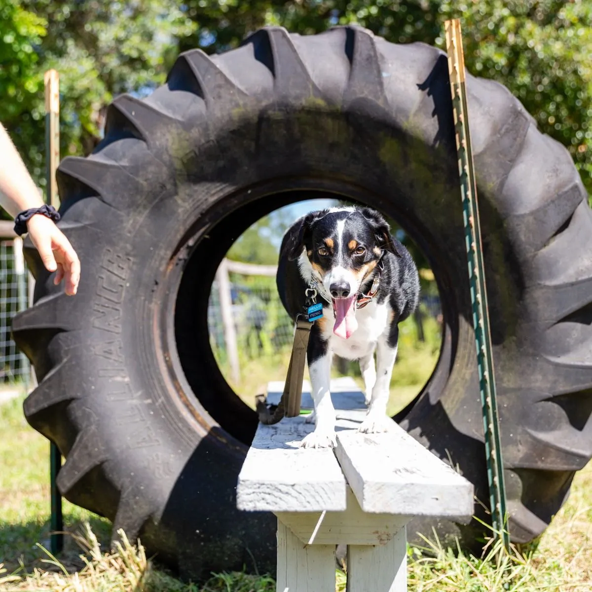 Southwest Florida K9 Services