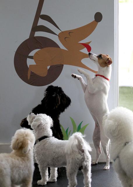 Your Good Dog