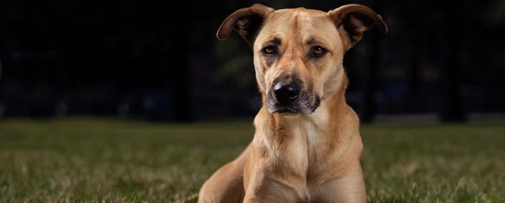 Pawsitive Connection Dog Training