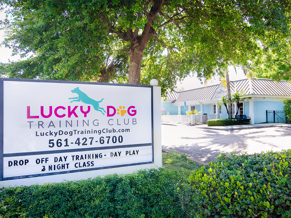 Lucky Dog Training Club