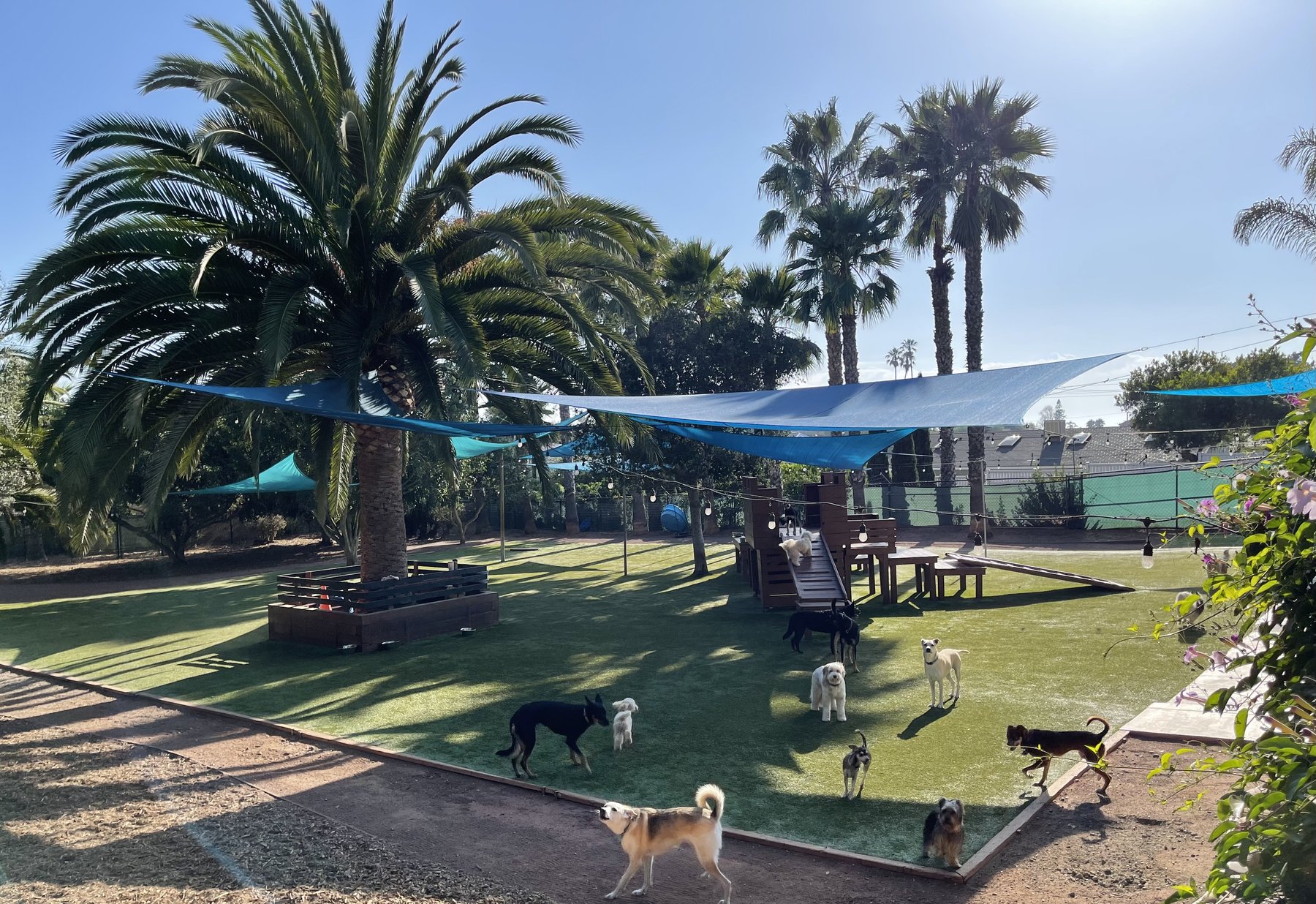 Woof Academy