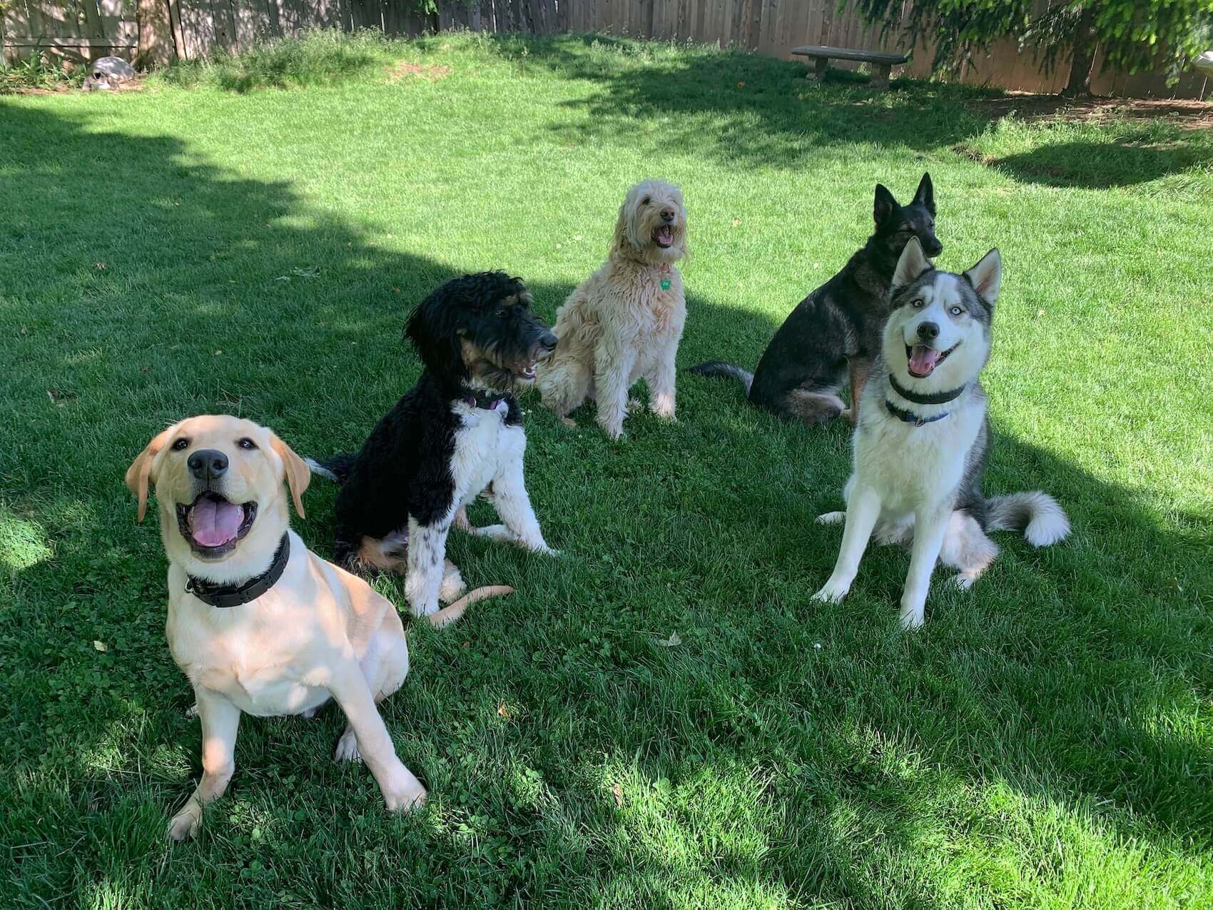 Dog Retreat Center