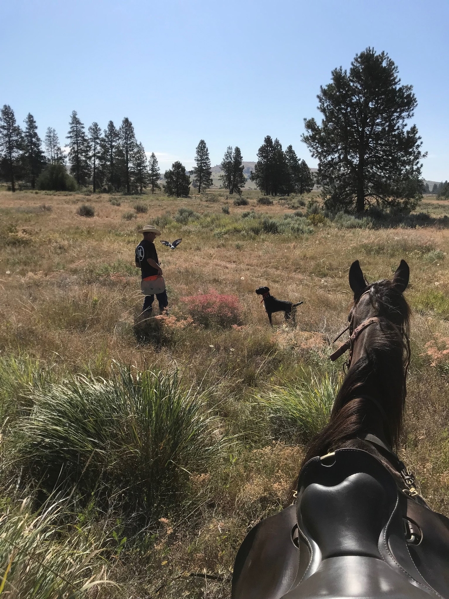 lone sage bird dogs llc — dog trainer in Caldwell, ID