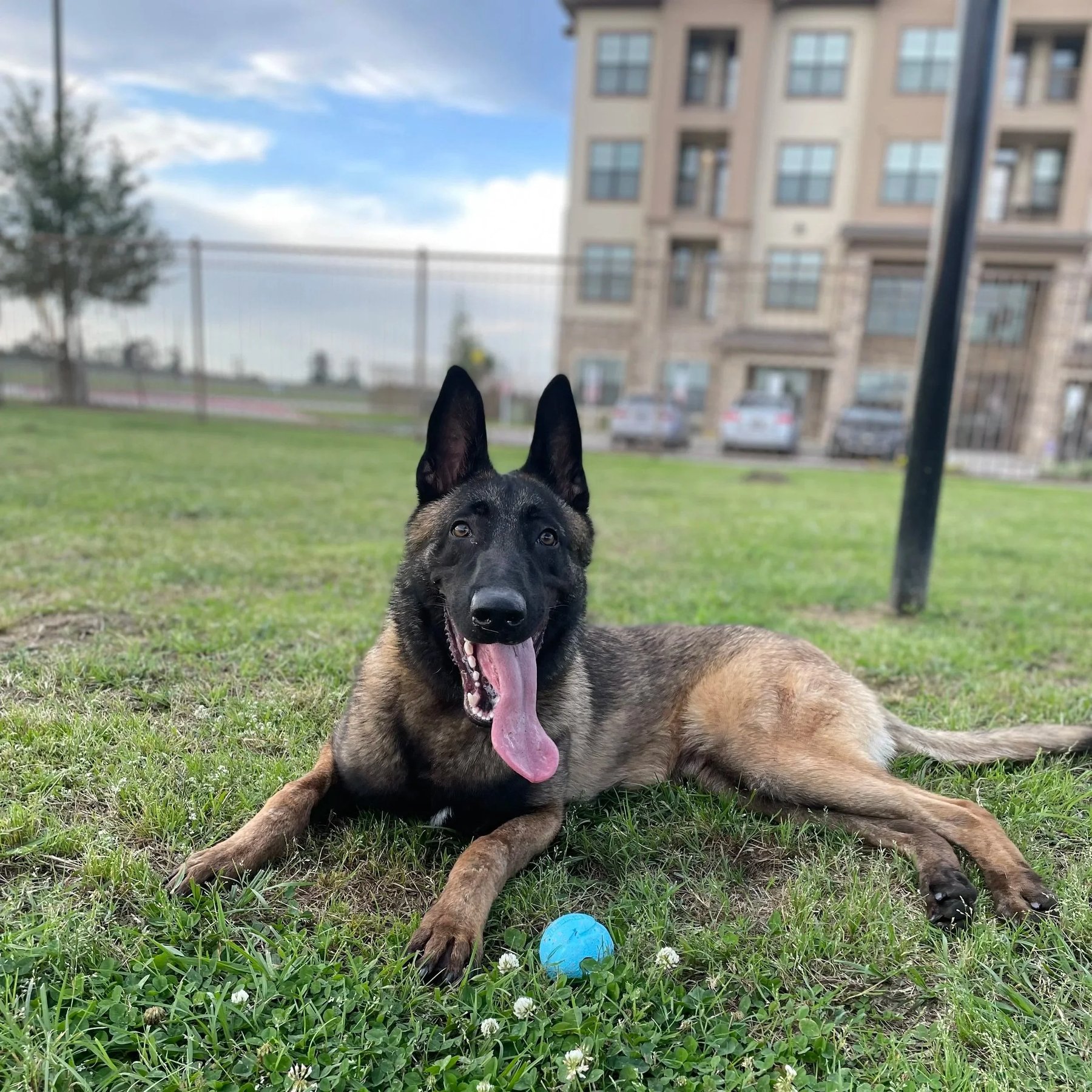 Primed K9 Dog Training, LLC — dog trainer in Conroe, TX