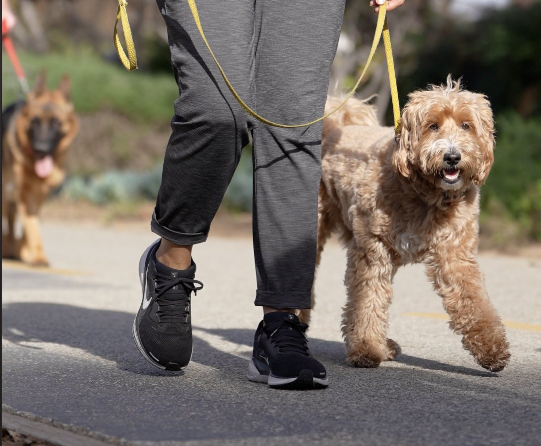 Whittier Dog Club – Training & Boarding