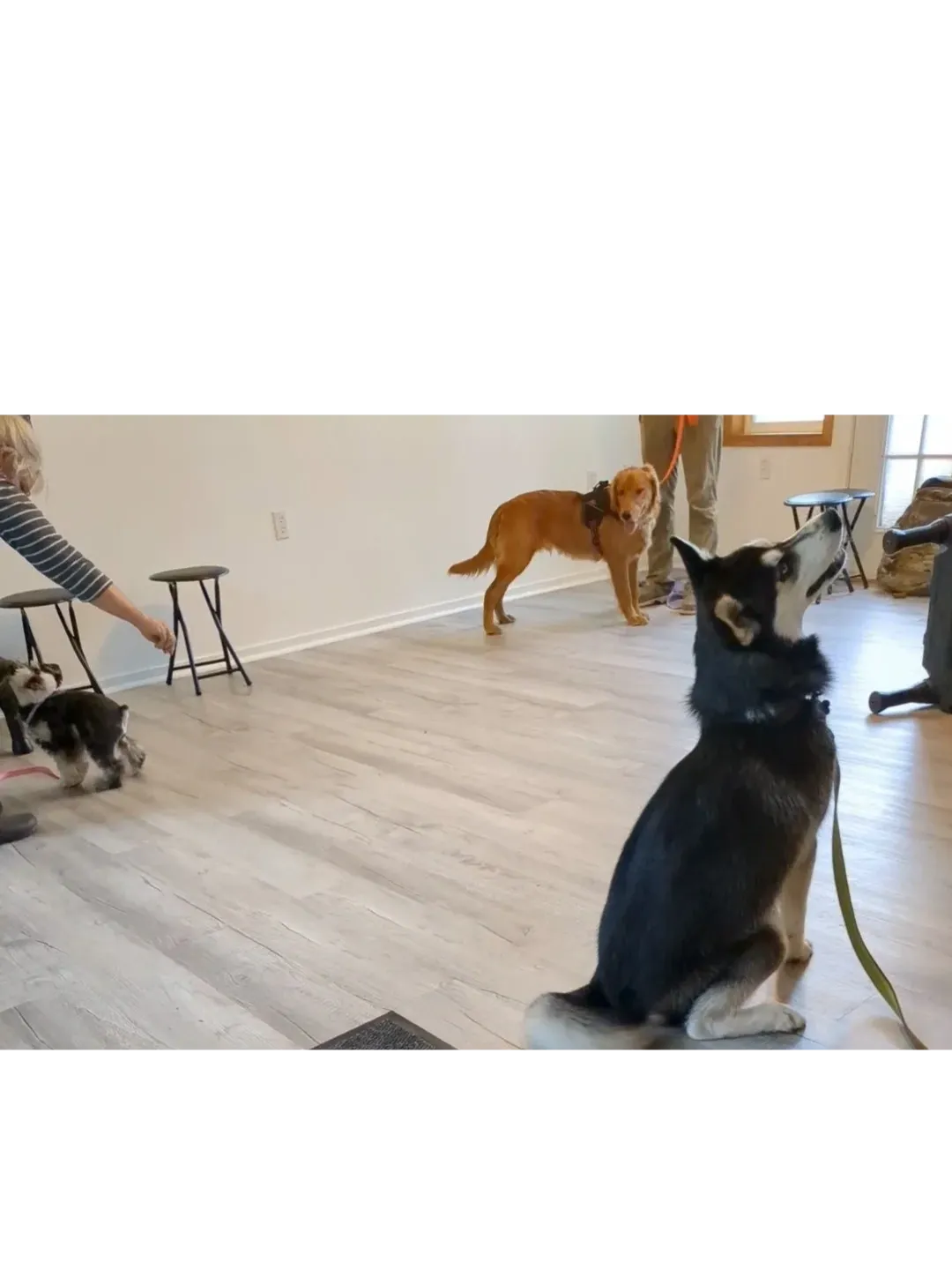 Jenn’s Dogs