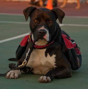 Enlighten Dogs Training Center