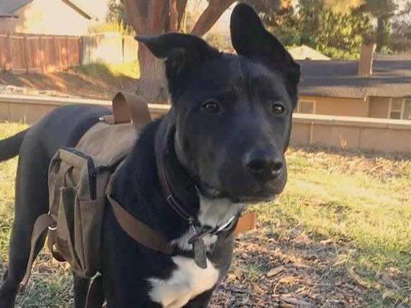 Dogwood K-9 Training Experience