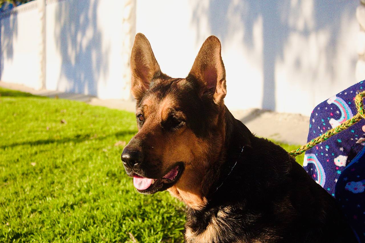 Luis Dog Trainer