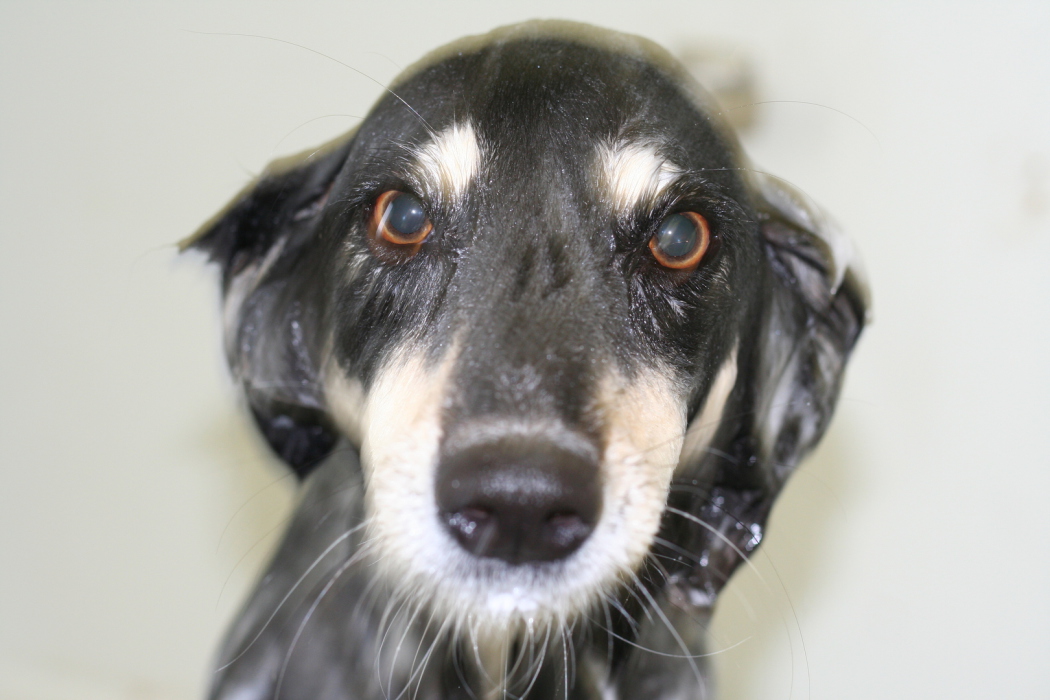 Diamond Dog Grooming & Training