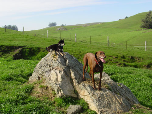 Patrick Canine Training