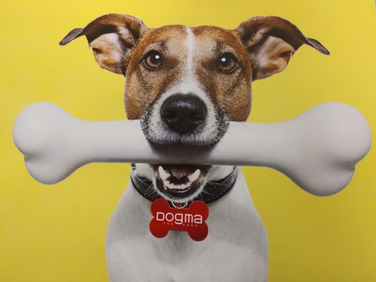 Dogma Dog Care