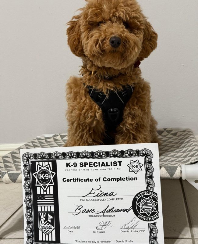 K-9 Specialist | Dog Trainer — dog trainer in Miami, FL