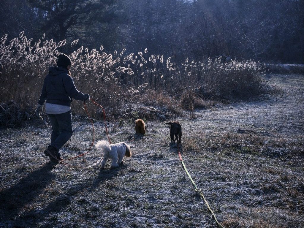 Tide Pool Pet Services — dog trainer in Lynn, MA