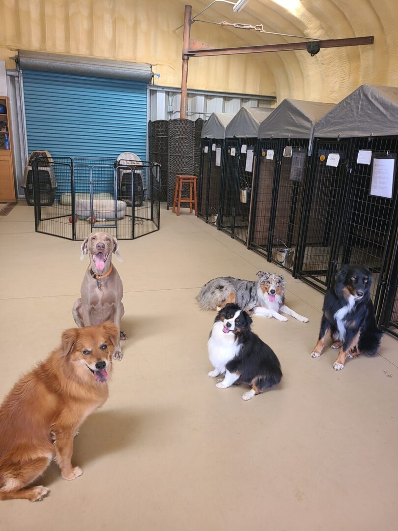 My House of Paws LLC — dog trainer in Riverside, CA