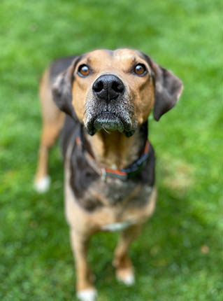Exclusive Dog Training