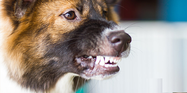 Champion Dog Training Center