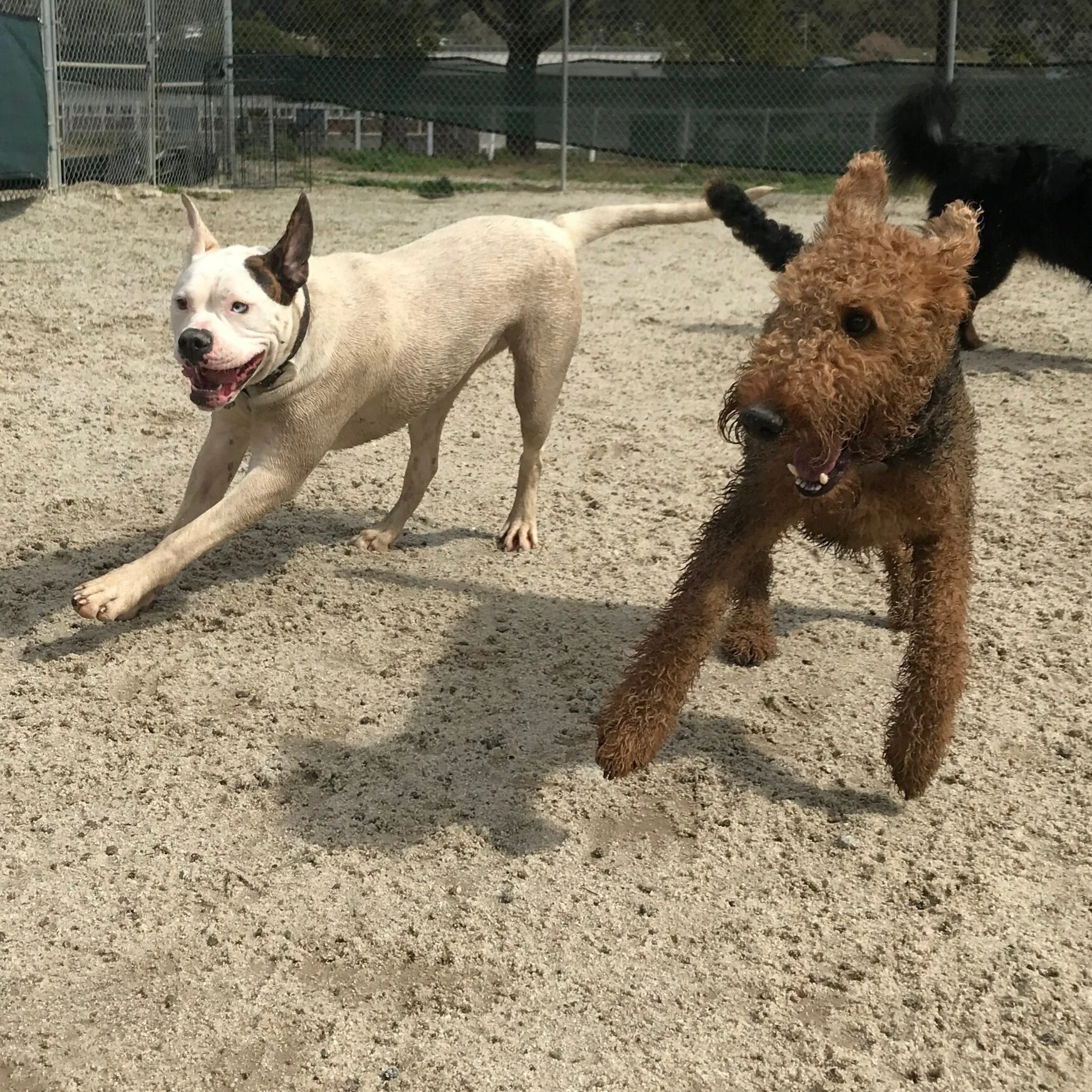 Shamrock Ranch Kennels