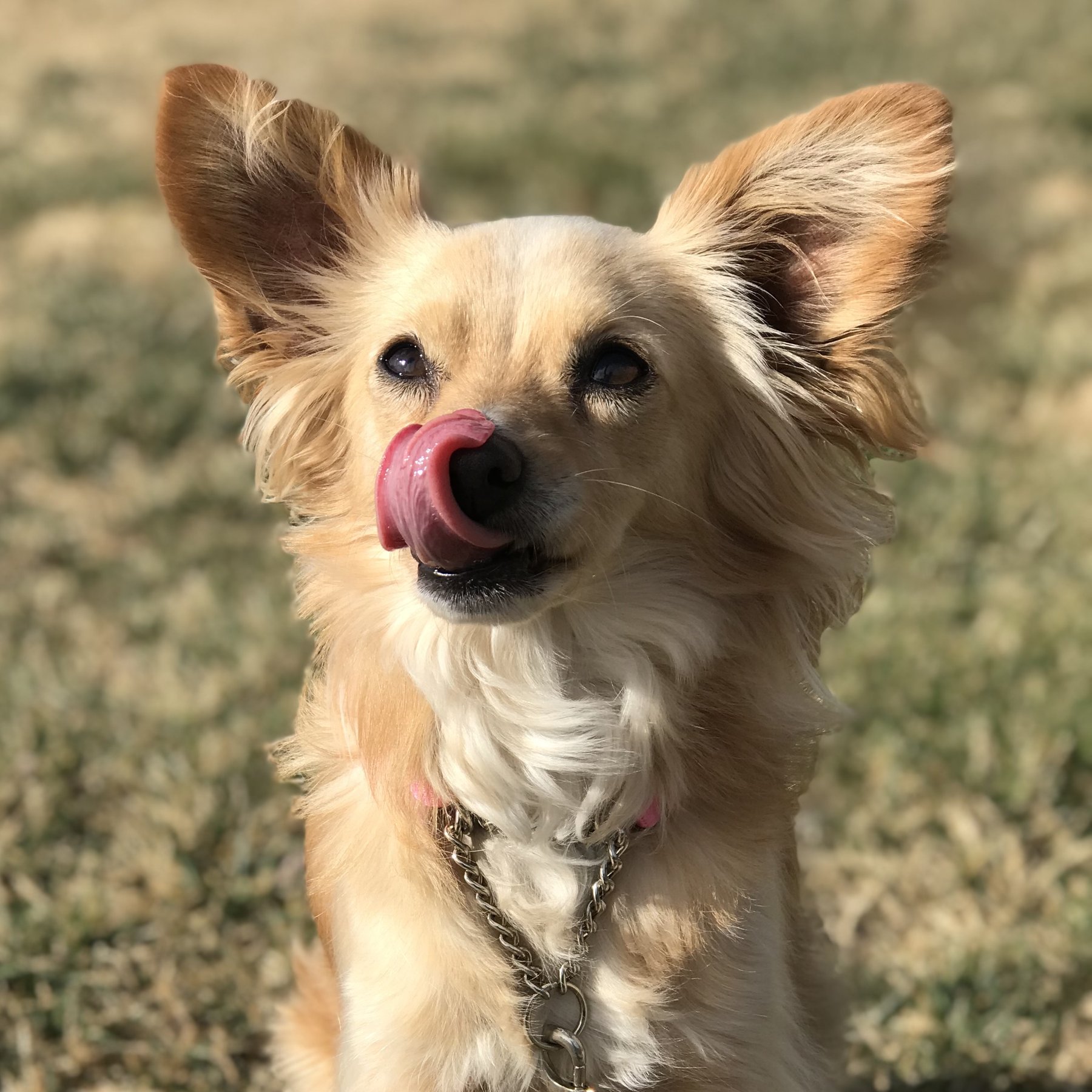 LeMaster K9