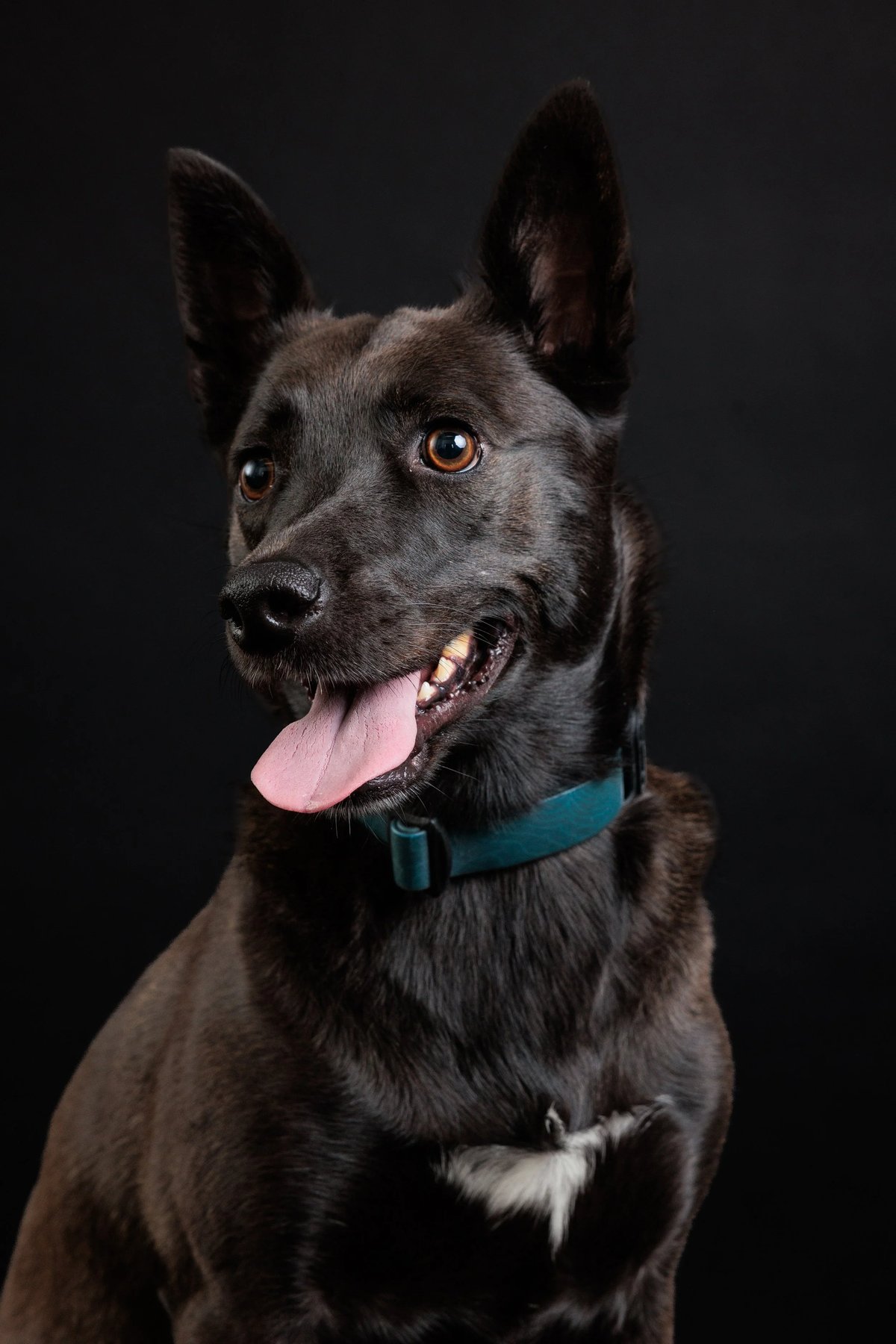 Matters Matter Dog Training