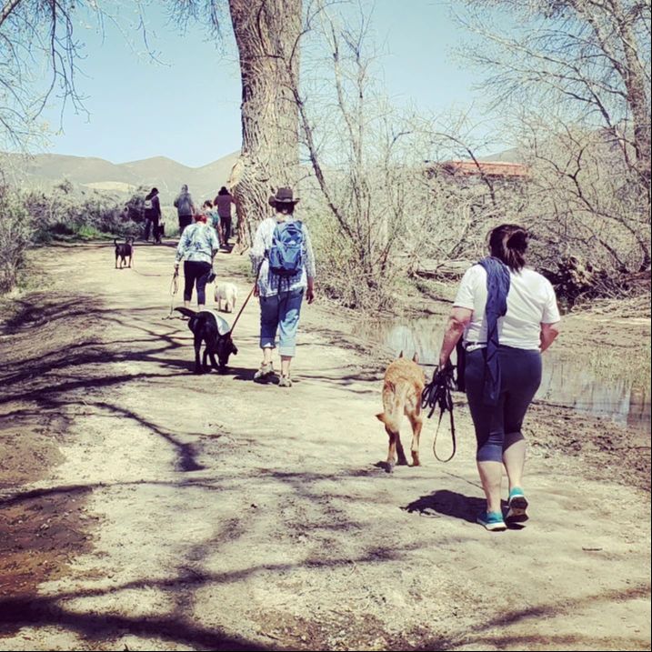 Custom K-9 Service Dogs LLC
