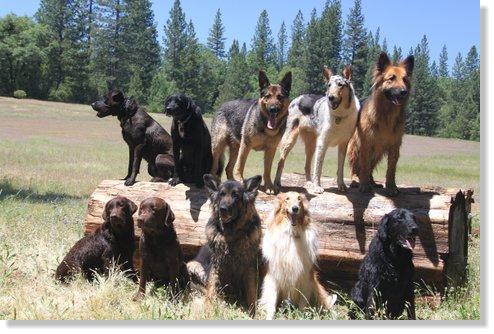 Twin Cedar K9 — dog trainer in Placerville, CA