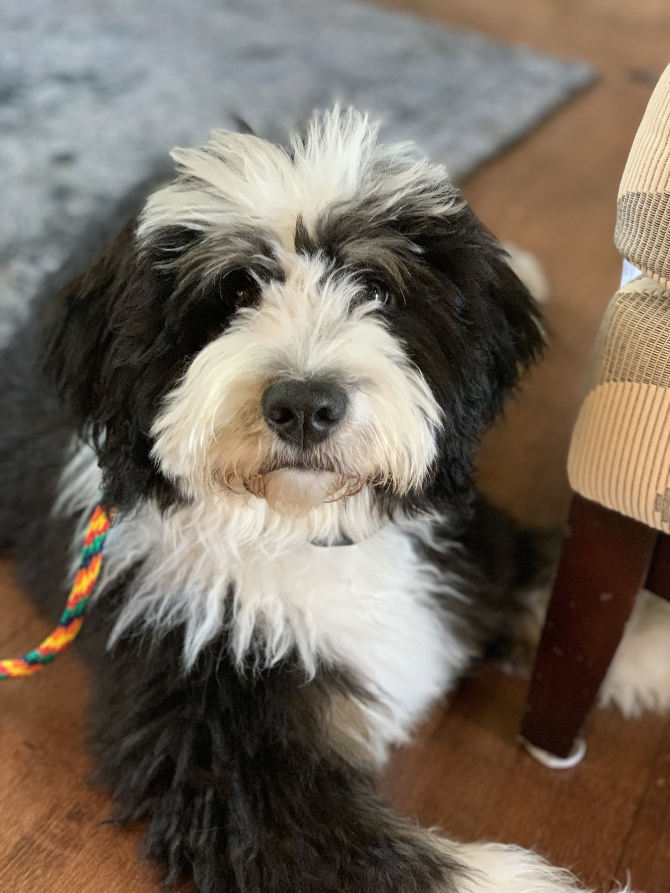 RuffLife K9 — dog trainer in Amarillo, TX