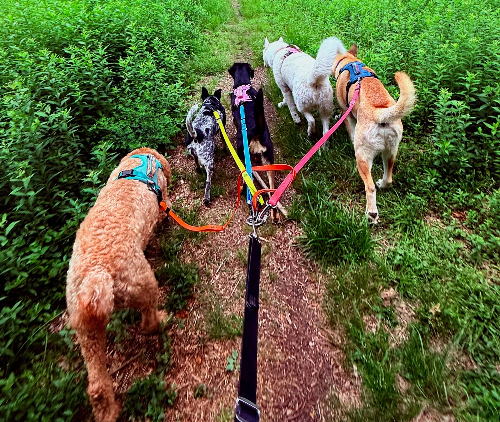 Tom’s Dogs