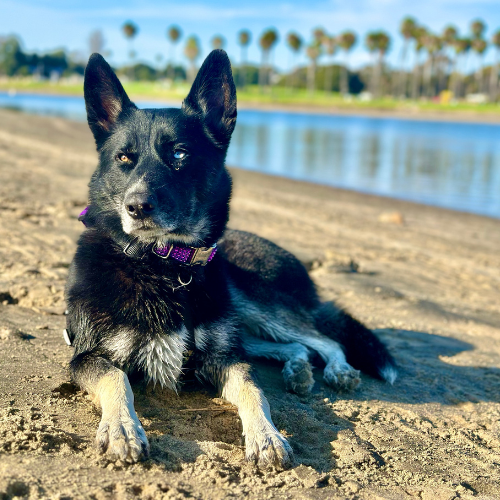 Wise Dog Training