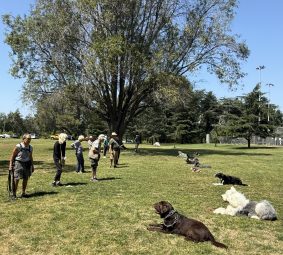 West Los Angeles Obedience