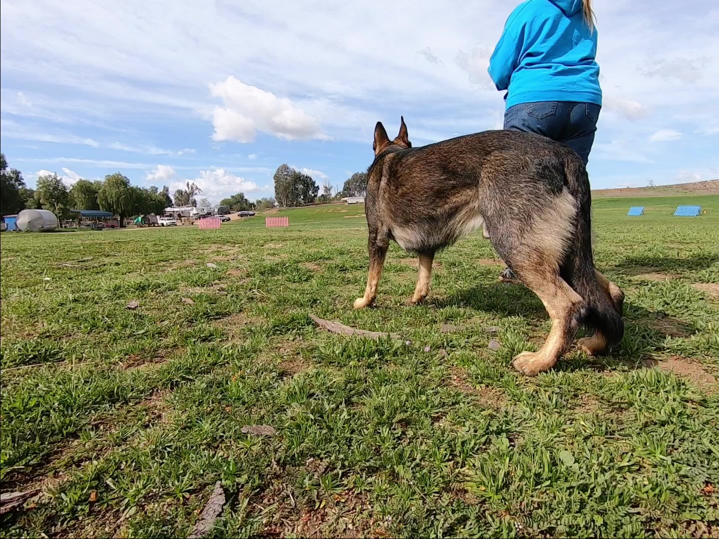 Action K9 Sports