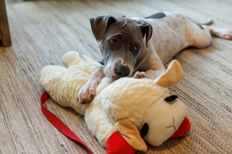 Double D Dog Training — dog trainer in San Antonio, TX