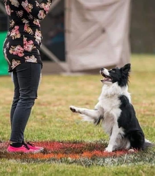 Aspire K9 Academy — dog trainer in Frederick, MD