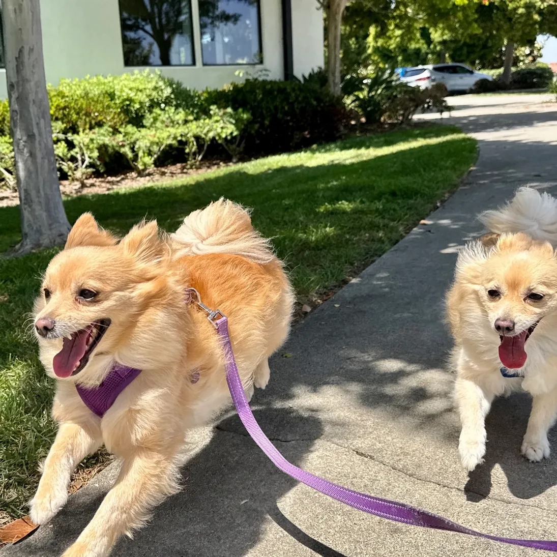 Wags & Ruffs