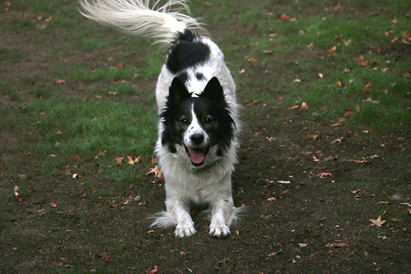 Romping Dogs Dog Training