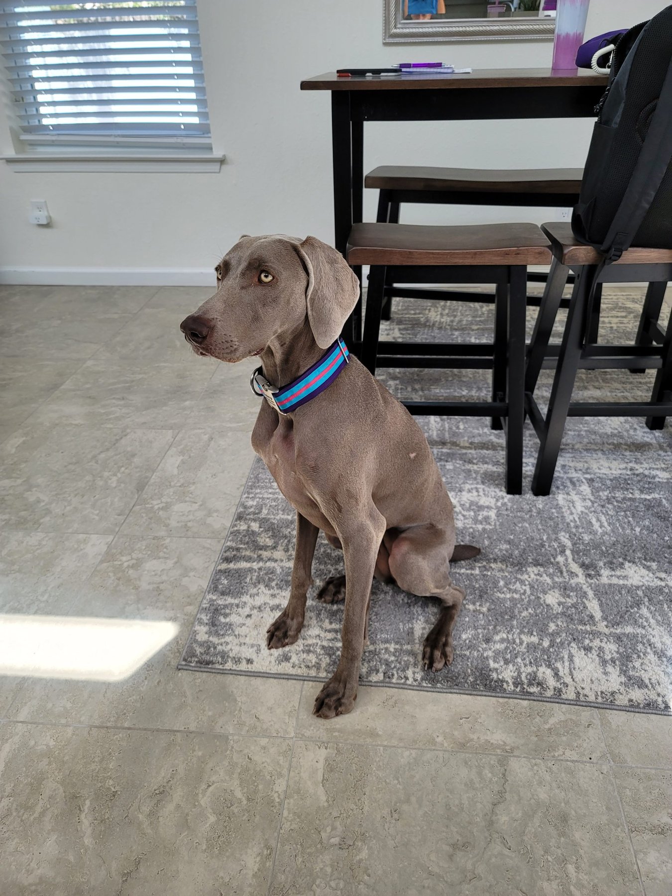 Pawsitive Training ABQ