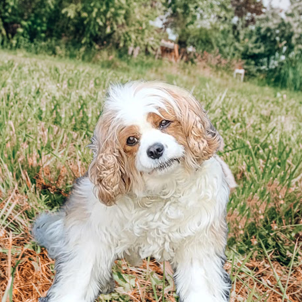 Georgemennadogtraining