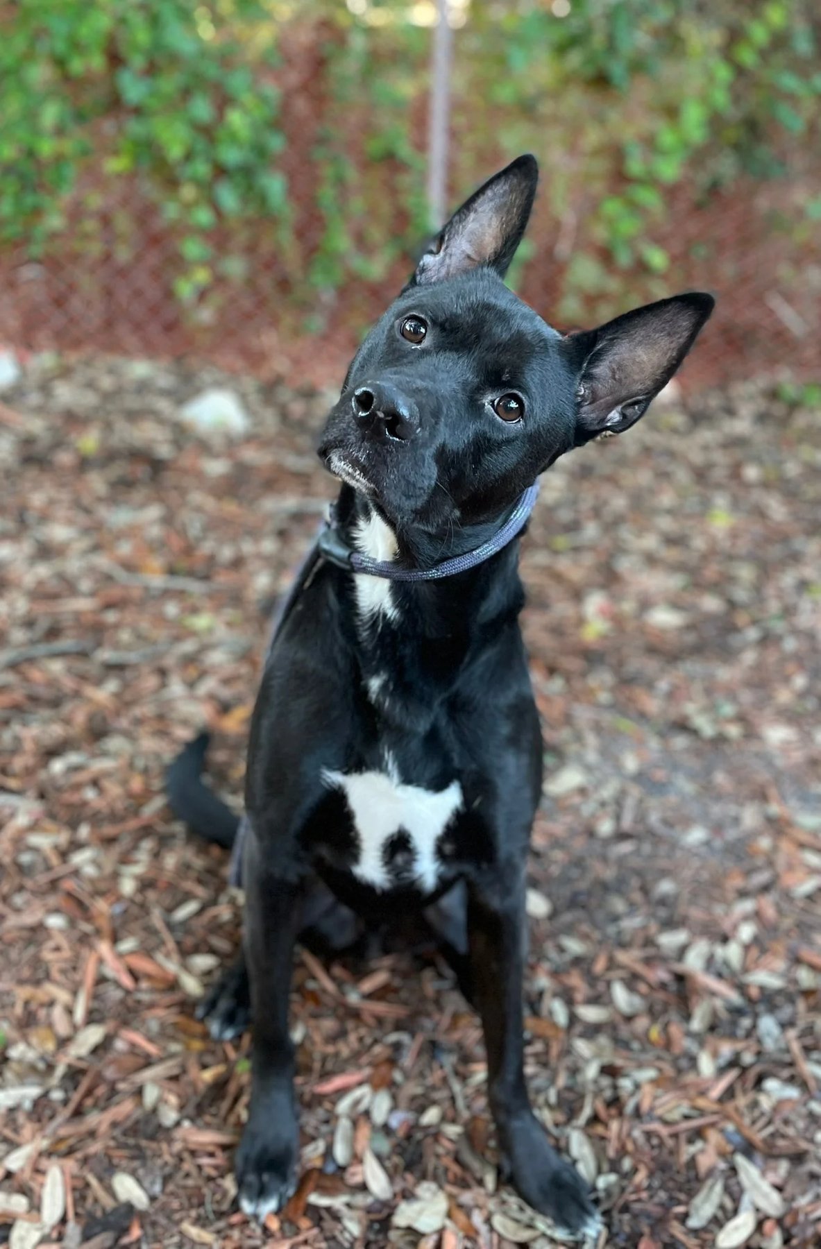 Dog Crew | Dog Training
