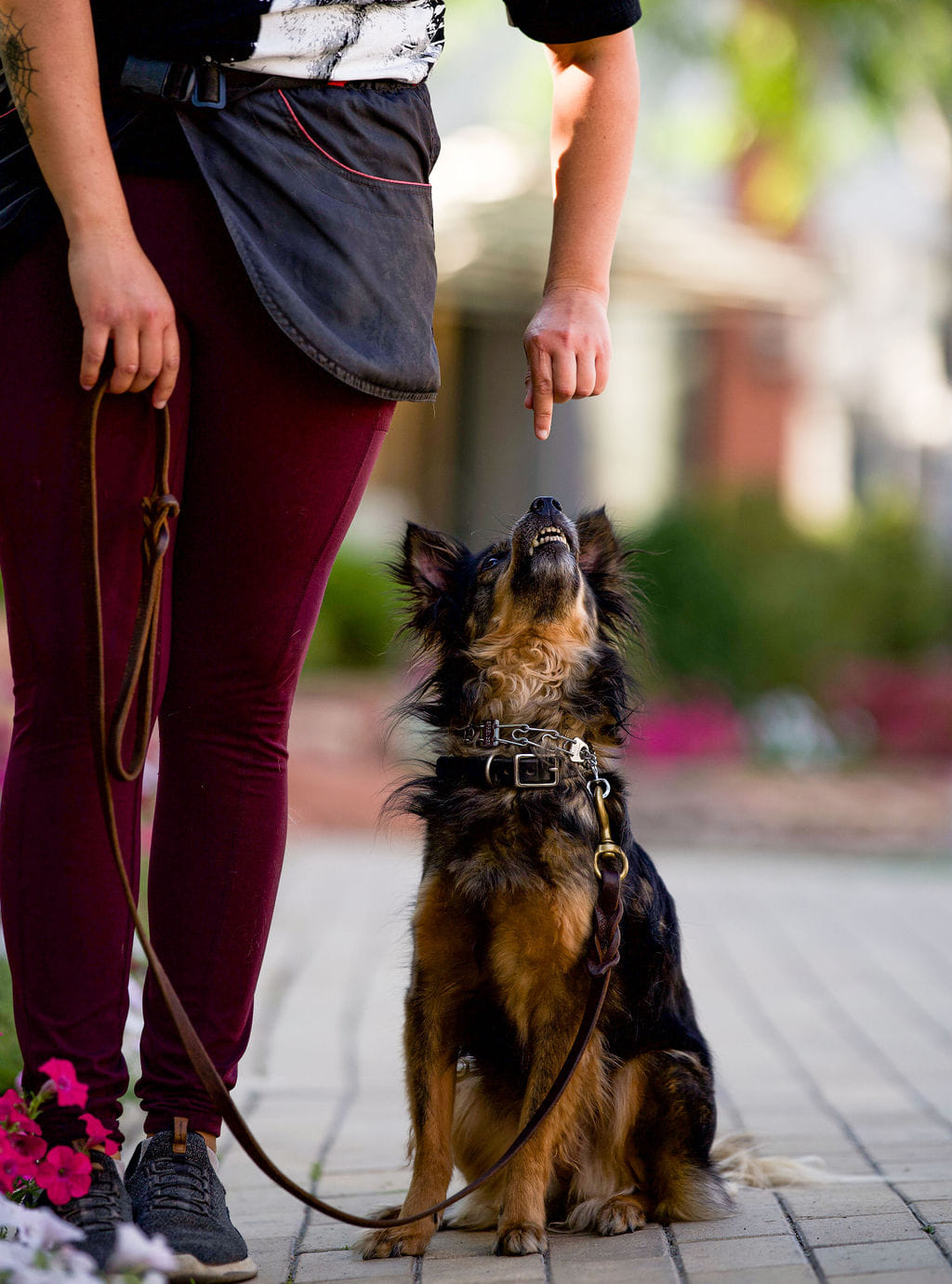 Composed Canine