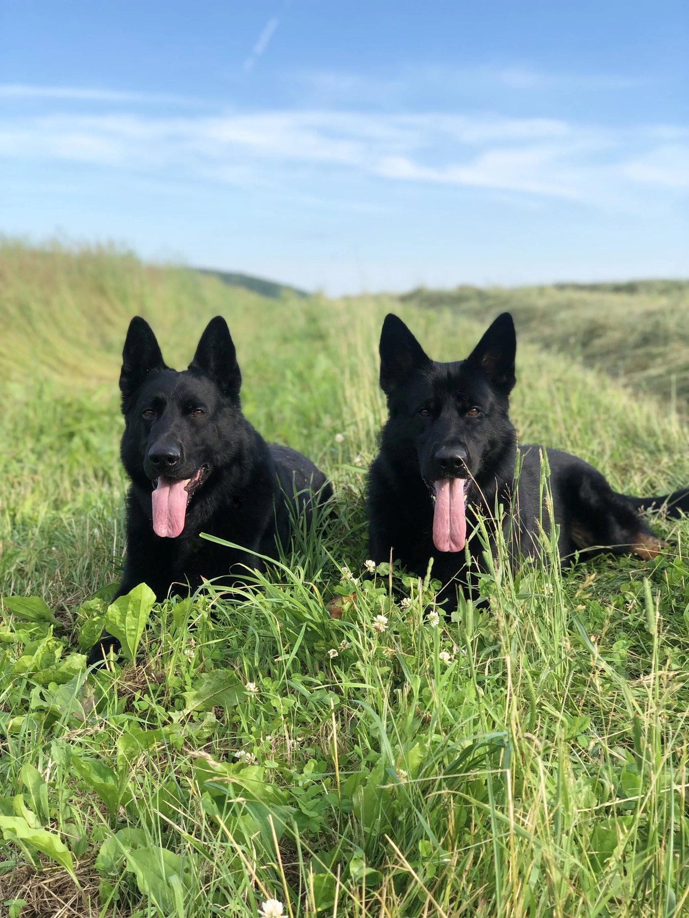 Pack Perspective — dog trainer in Quincy, MA